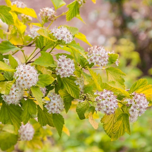 Калиноволистен Dart`s Gold изображение 1 артикул 9085