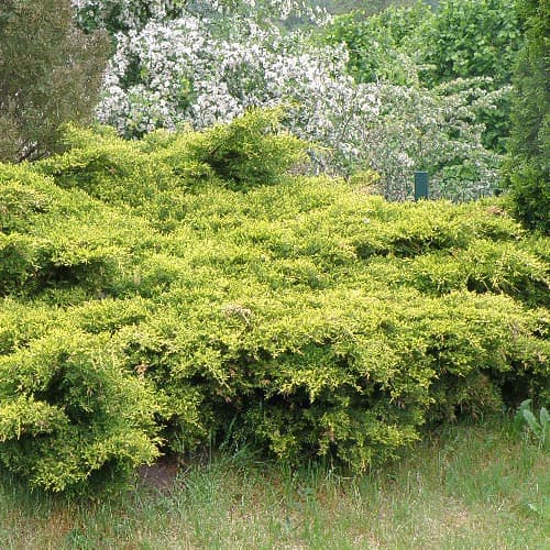 Хвойна King Of Spring изображение 1 артикул 4961