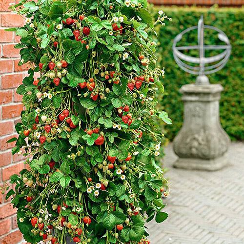 Ягода увивна ремонтантна изображение 1 артикул 5413