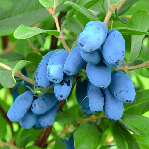 Лоницера (ядлива) Altaj изображение 1 артикул 9271