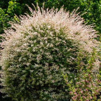 Японска върба Hakuro-Nishiki изображение 1 артикул 5626