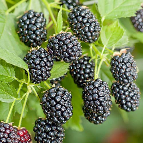 Къпина Gallant артикул фото 1 Къпина Gallant изображение 1 артикул 7050