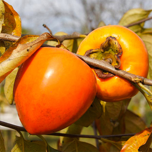 Райска ябълка Jiro, С2 изображение 1 артикул 7039