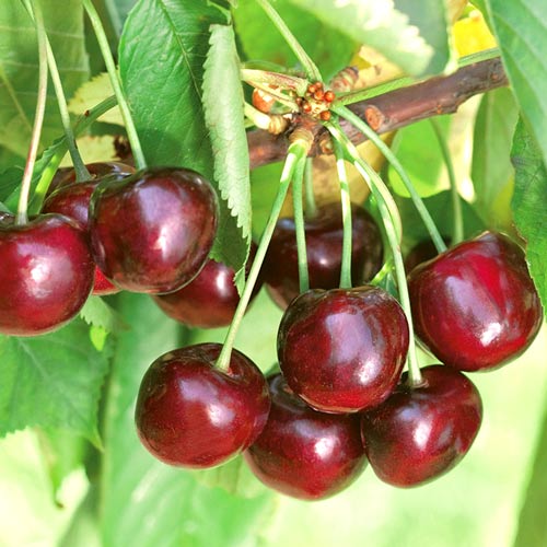 Череша Ferrovia изображение 1 артикул 7970