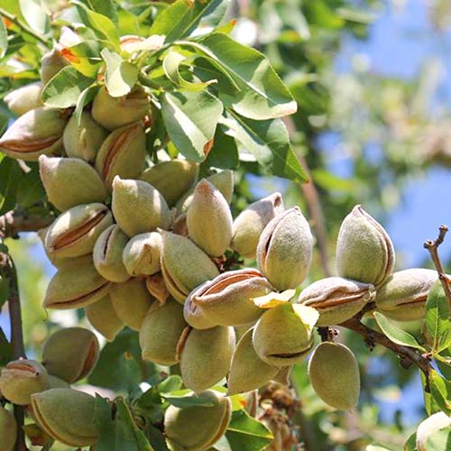 Бадем Guara изображение 1 артикул 4273