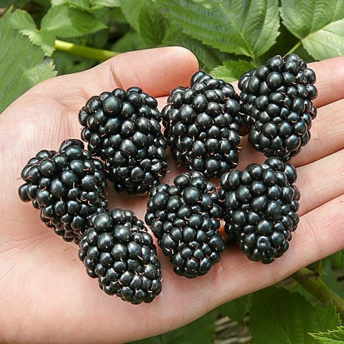 Къпина Thornfree артикул фото 1 Къпина Thornfree изображение 1 артикул 7695