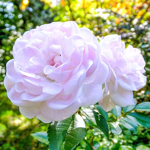 Роза чаен хибрид Sea Foam изображение 1 артикул 3684