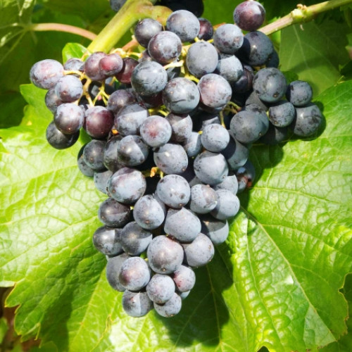 Лоза Muscat Bleu артикул фото 1 Лоза Muscat Bleu изображение 1 артикул 7341
