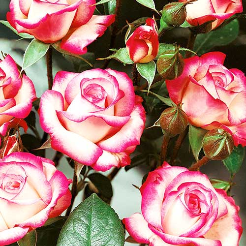 Роза флорибунда Pink  White артикул фото 1 Роза флорибунда Pink  White изображение 1 артикул 3611