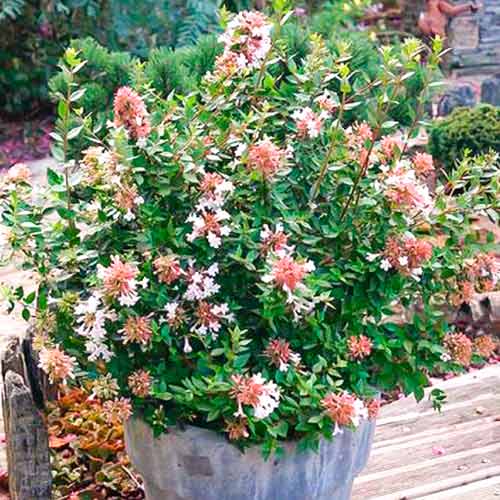 Абелия Autumn Festival артикул фото 1 Абелия Autumn Festival изображение 1 артикул 5580