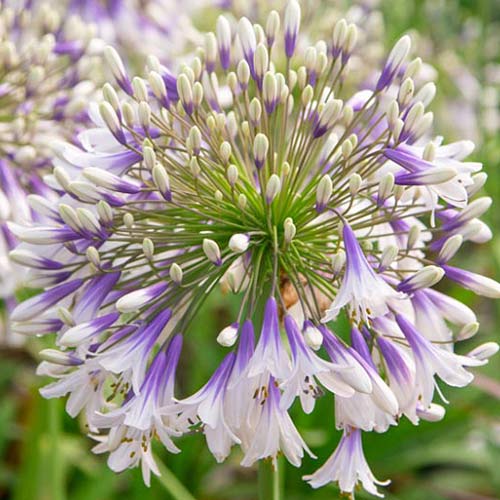 Агапантус Fireworks изображение 1 артикул 70322