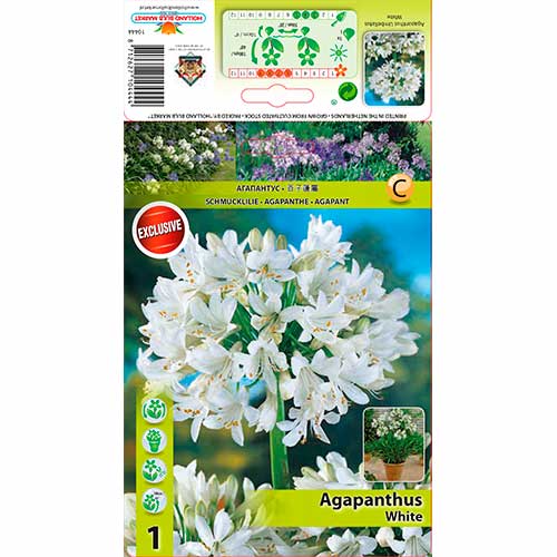 Агапантус White изображение 1 артикул 76158