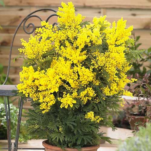 Акация Мимоза Mimosa изображение 1 артикул 76633