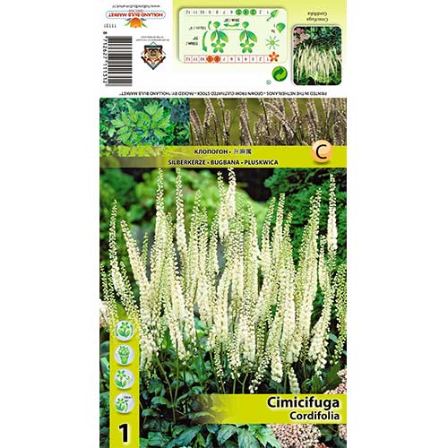 Актея (Cimicifuga) Cordifolia артикул фото 1 Актея (Cimicifuga) Cordifolia изображение 1 артикул 70367