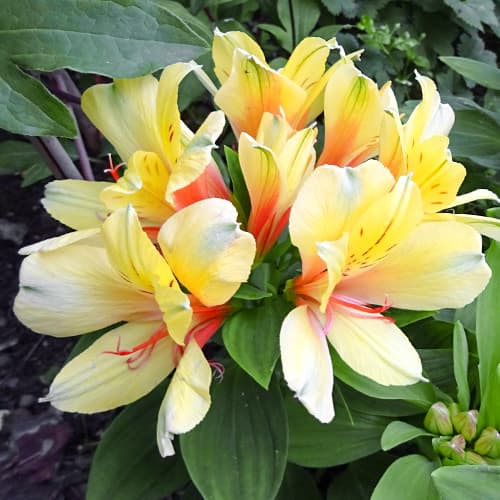Alstroemeria Spring Valley® Tesvalsprin, С2 изображение 1 артикул 5457