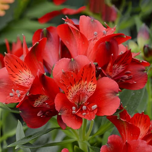 Alstroemeria Summer Pepper® Tessumpep, С2 изображение 1 артикул 5459