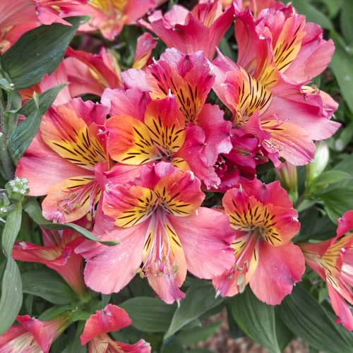 Alstroemeria Valley Girl® Tesvalgirl, С2 изображение 1 артикул 5460