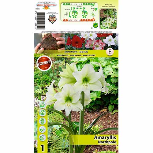 Амаралис Northpole артикул фото 1 Амаралис Northpole изображение 1 артикул 70478