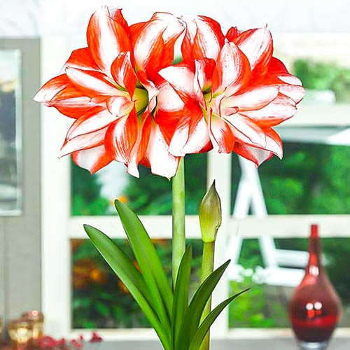 Амарилис Exotic Peacock изображение 1 артикул 70324