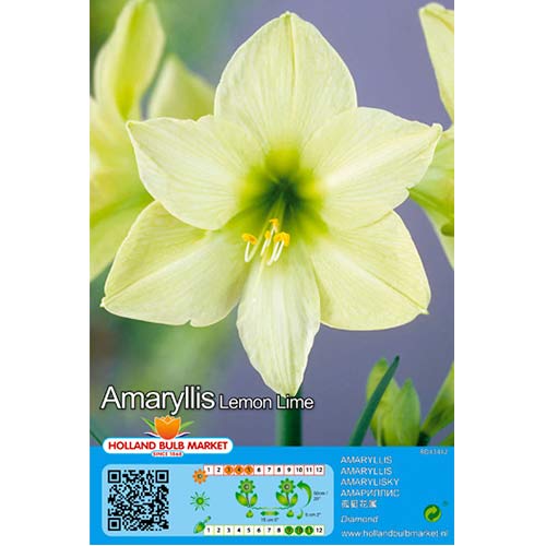 Амарилис Lemon Lime артикул фото 1 Амарилис Lemon Lime изображение 1 артикул 76009