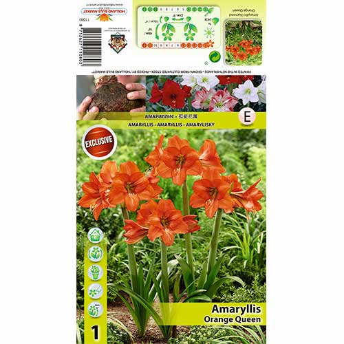 Амарилис Orange Queen артикул фото 1 Амарилис Orange Queen изображение 1 артикул 70477