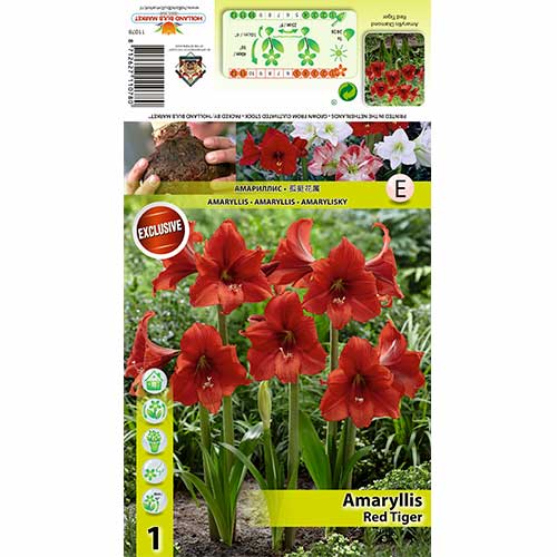 Амарилис Red Tiger артикул фото 1 Амарилис Red Tiger изображение 1 артикул 70331