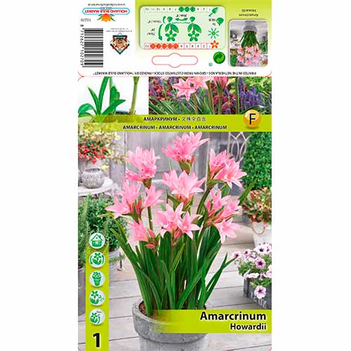 Амаркин Howardii изображение 1 артикул 76162