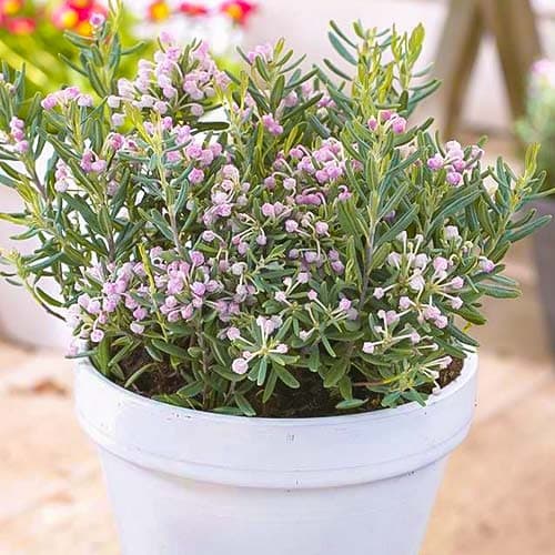 Андромеда Blue Ice изображение 1 артикул 76681