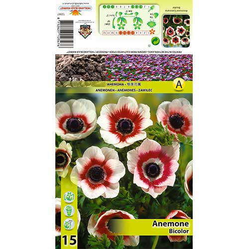 Анемония Bicolor изображение 1 артикул 70334