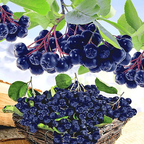 Арония Viking, P9 изображение 1 артикул 8204