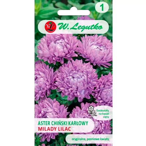 Астра китайска джудже Milady Lilac Legutko артикул фото 1 Астра китайска джудже Milady Lilac Legutko изображение 1 артикул 86809