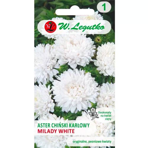 Астра китайска джудже Milady White Legutko артикул фото 1 Астра китайска джудже Milady White Legutko изображение 1 артикул 86808