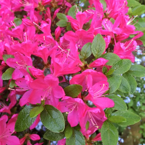 Азалия Geisha Purple изображение 1 артикул 9554