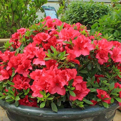 Азалия Red изображение 1 артикул 76682