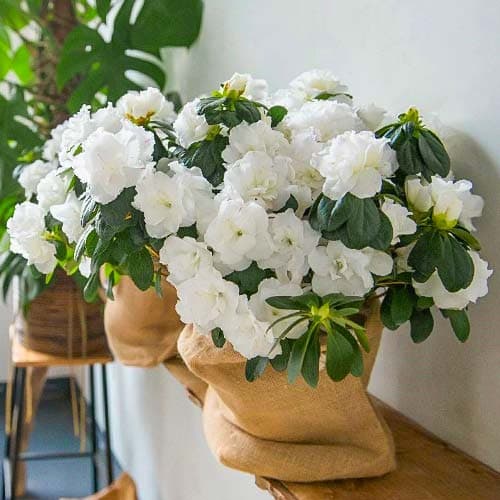 Азалия White изображение 1 артикул 76683