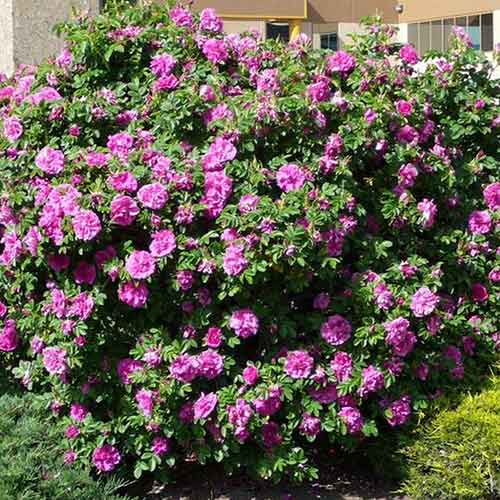 Азиатската шипка Dart's defender изображение 1 артикул 4801