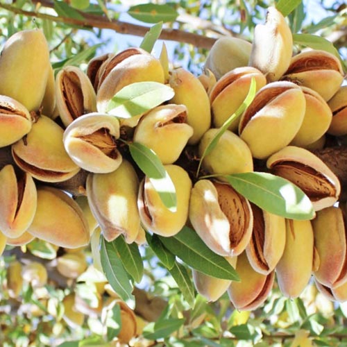 Бадем Avijor, С2 изображение 1 артикул 7947