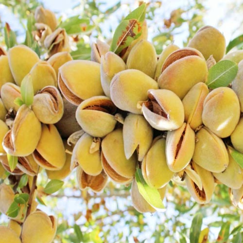 Бадем Barreta изображение 1 артикул 7948