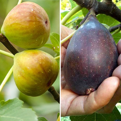 Супер оферта! Комплект Смокини, 2 сорта изображение 1 артикул 5186