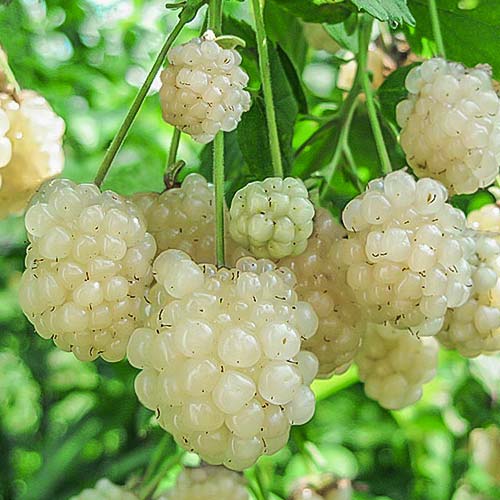 Къпина White изображение 1 артикул 7690