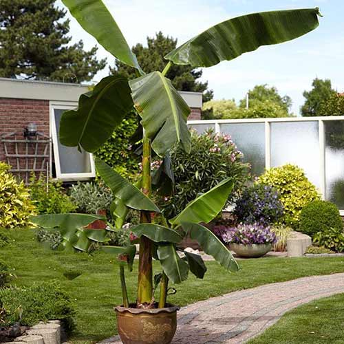 Банан Musa basjoo изображение 1 артикул 76634