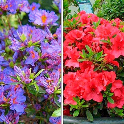 Супер предложение! Азалия, комплект от 2 разновидности изображение 1 артикул 76706