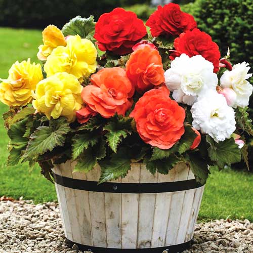 Бегония Double Mixed изображение 1 артикул 70351