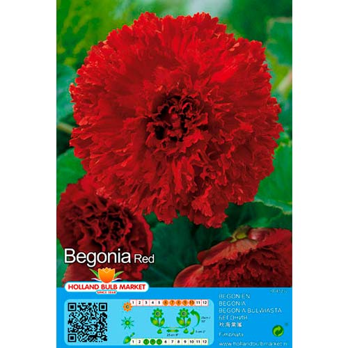 Бегония Fimbriata Red изображение 1 артикул 76389