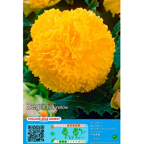 Бегония Fimbriata Yellow изображение 1 артикул 76391