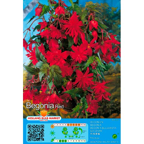 Бегония Pendula Red изображение 1 артикул 76392