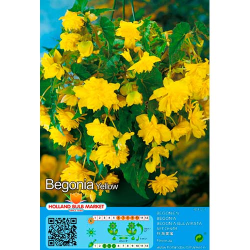 Бегония Pendula Yellow изображение 1 артикул 76394