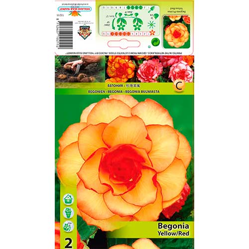 Бегония Picotee Yellow/Red артикул фото 1 Бегония Picotee Yellow/Red изображение 1 артикул 70357