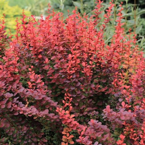 Берберис Atropurpurea изображение 1 артикул 5645