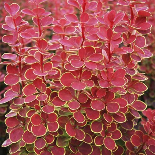 Берберис Orange Sunrise PBR, С2 изображение 1 артикул 8507